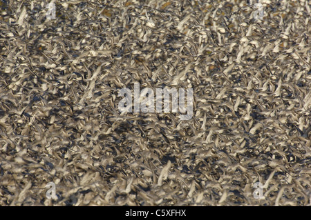 Knoten Calidris Canutus eine Gruppe von einigen 30.000 Knoten nehmen an der Luft als ein Wanderfalke taucht in ihrer Mitte Norfolk, Großbritannien Stockfoto