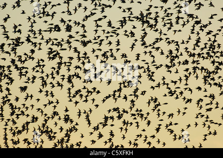 Knoten Calidris Canutus eine Gruppe von Knoten im Flug sind Silhouette im Morgengrauen Norfolk, Großbritannien Stockfoto