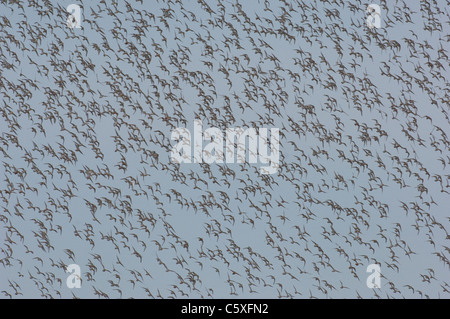 Knoten Calidris Canutus zig Tausende von Knoten zu verschieben, wie man da fliegen sie nach einer Flut roost Norfolk, Großbritannien Stockfoto