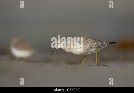 Knoten Sie Calidris Canutus Erwachsener Futtersuche auf einen einsamen Strand schottischen Shetland-Inseln, Schottland, UK Stockfoto