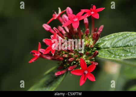 Ägyptische Starcluster Stockfoto