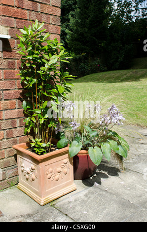 Lorbeerbaum und Hosta im Garten Töpfe Patio-Garten Stockfoto