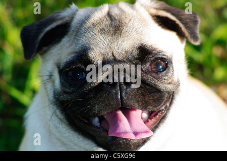 Eine 6-monatige (36 Woche) alte Mops weibliche rein gezüchteten Chinesisch Welpen in der Wiese stehen. Stockfoto