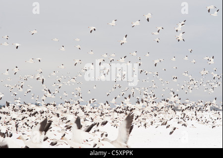 Winter im Skagit County während der Schneegänse-Migration Gänse im Flug und ruhenden Washington State USA Stockfoto