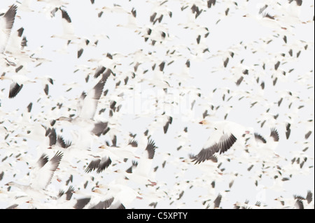 Winter im Skagit County während der Schneegänse-Migration Gänse auf dem Flug Washington State USA Stockfoto