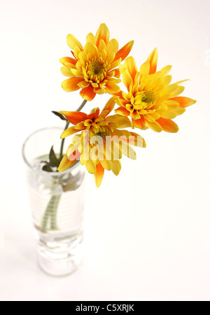 drei gelbe orange rote Chrysantheme Daisies in Vase auf hellem Hintergrund Stockfoto