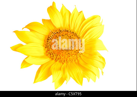 Makroaufnahme einer Sonnenblume Kopf isoliert auf weißem Hintergrund Stockfoto