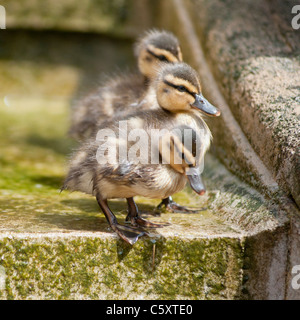 Drei kleine Entenküken (Stockente) gesehen am Neptunbrunnen, Cheltenham, Vereinigtes Königreich. Stockfoto