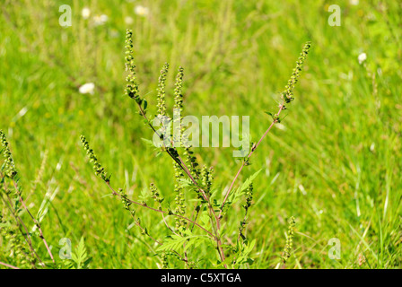 Ambrosia - Ambrosia 06 Stockfoto