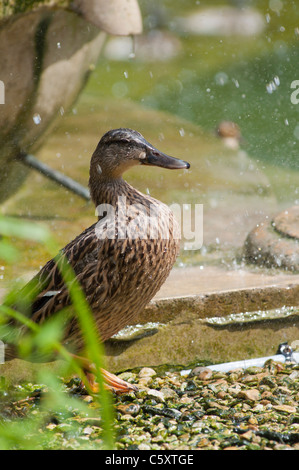 Eine weibliche Stockente (Anas Platyrhynchos) kühlt sich am Neptunbrunnen in Cheltenham, Gloucestershire, UK Stockfoto