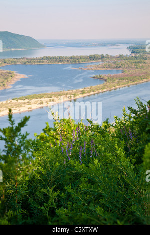 Blüten mit violetten Blütenblättern am Ufer Volga Flusses in der Nähe von Zhiguli Berge Stockfoto