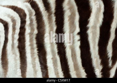 Nahaufnahme der Haut von einer Ebenen (Burchell) Zebra (Equus Quagga) Stockfoto