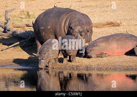 Nilpferd-Familie (Hippopotamus Amphibius) ruhen außerhalb des Wassers, Südafrika Stockfoto