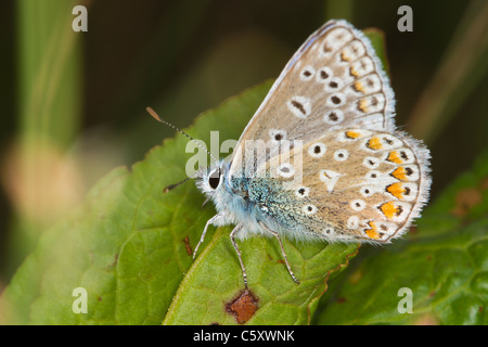 männliche gemeinsame blaue Schmetterling (Polyommatus Icarus) mit gefalteten Flügeln zeigt underwing Stockfoto