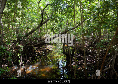 Mangroven im Jozani Forest in Sansibar Stockfoto