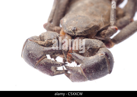 Vinegaroon Skorpion isoliert auf weißem Hintergrund Stockfoto