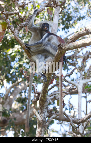 Einen roten Colobus Affen auf einen Baum in Jozani Forest Sansibar. Stockfoto