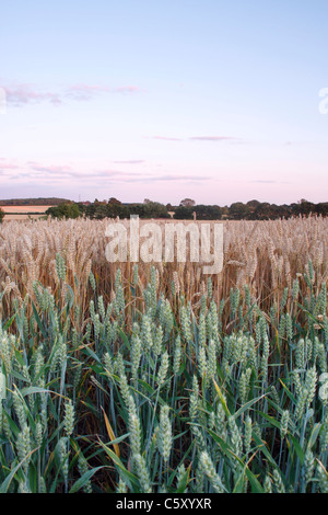 Reifenden Weizen Feld in der Mitte des Sommers, West Yorkshire, UK Stockfoto