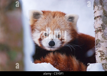 Roter Panda Ailurus Fulgens oder glänzend-cat Stockfoto