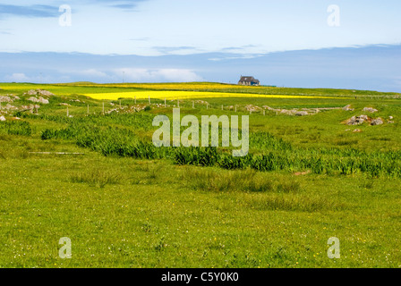 Machair auf der Insel Tiree, Schottland Stockfoto