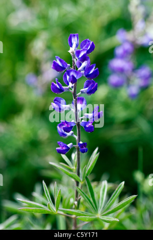 Lupine, Lupinus Polyphyllus.  Lupinus Prunophilus.   Fabaceae, Erbse Familie, wächst entlang Brush Creek in der Nähe von Crested Butte, Colorado Stockfoto