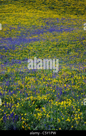 Aspen Sonnenblumen, Lupine und Ipomopsis Tenuituba Wildblumen wachsen entlang Brush Creek Road in der Nähe von Crested Butte, Colorado, USA Stockfoto