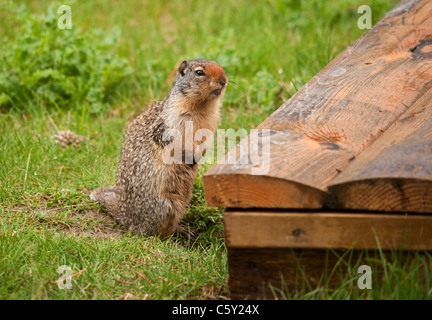 Eine totale eines Grundeichhörnchen oder Gopher zwitschern geräuschvoll in einen Picknickplatz. Stockfoto