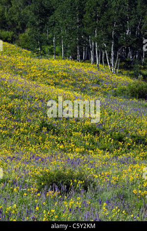 Aspen Sonnenblumen, Lupine und Ipomopsis Tenuituba Wildblumen wachsen entlang Brush Creek Road in der Nähe von Crested Butte, Colorado, USA Stockfoto