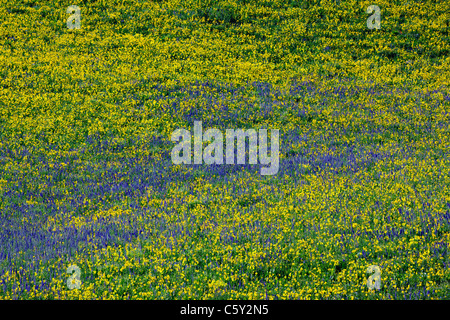 Aspen Sonnenblumen, Lupine und Ipomopsis Tenuituba Wildblumen wachsen entlang Brush Creek Road in der Nähe von Crested Butte, Colorado, USA Stockfoto