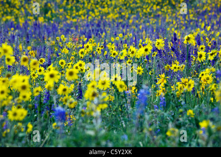 Aspen Sonnenblumen, Lupine und Ipomopsis Tenuituba Wildblumen wachsen entlang Brush Creek Road in der Nähe von Crested Butte, Colorado, USA Stockfoto