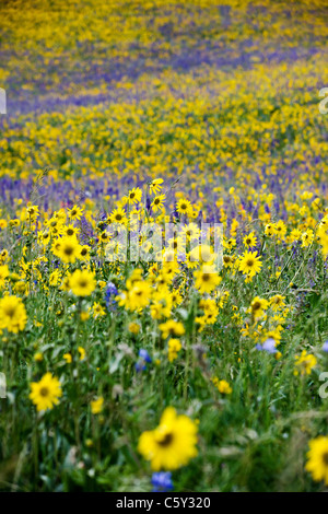 Aspen Sonnenblumen, Lupine und Ipomopsis Tenuituba Wildblumen wachsen entlang Brush Creek Road in der Nähe von Crested Butte, Colorado, USA Stockfoto