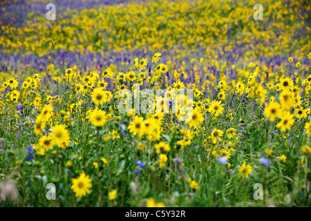 Aspen Sonnenblumen, Lupine und Ipomopsis Tenuituba Wildblumen wachsen entlang Brush Creek Road in der Nähe von Crested Butte, Colorado, USA Stockfoto