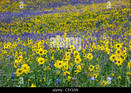 Aspen Sonnenblumen, Lupine und Ipomopsis Tenuituba Wildblumen wachsen entlang Brush Creek Road in der Nähe von Crested Butte, Colorado, USA Stockfoto