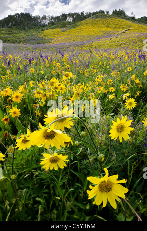 Aspen Sonnenblumen, Lupine und Ipomopsis Tenuituba Wildblumen wachsen entlang Brush Creek Road in der Nähe von Crested Butte, Colorado, USA Stockfoto