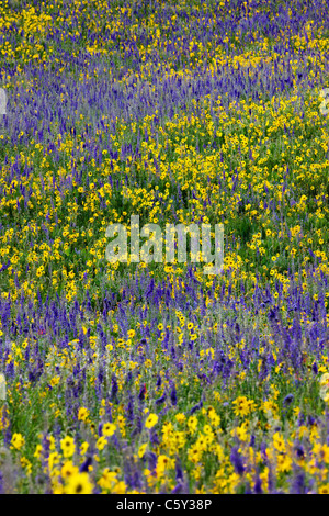 Aspen Sonnenblumen, Lupine und Ipomopsis Tenuituba Wildblumen wachsen entlang Brush Creek Road in der Nähe von Crested Butte, Colorado, USA Stockfoto