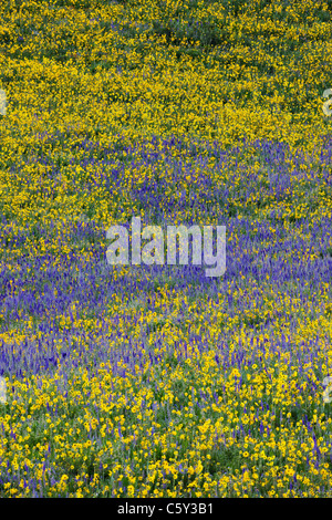 Aspen Sonnenblumen, Lupine und Ipomopsis Tenuituba Wildblumen wachsen entlang Brush Creek Road in der Nähe von Crested Butte, Colorado, USA Stockfoto