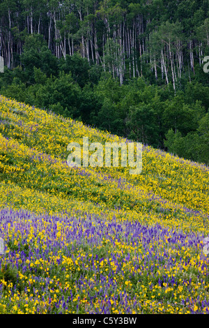 Aspen Sonnenblumen, Lupine und Ipomopsis Tenuituba Wildblumen wachsen entlang Brush Creek Road in der Nähe von Crested Butte, Colorado, USA Stockfoto