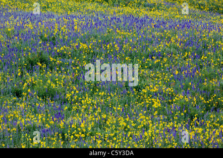 Aspen Sonnenblumen, Lupine und Ipomopsis Tenuituba Wildblumen wachsen entlang Brush Creek Road in der Nähe von Crested Butte, Colorado, USA Stockfoto