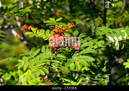 Eberesche (Sorbus Aucuparia) auch bekannt als Eberesche. Rote Früchte Beeren, Blätter. Schottland Stockfoto