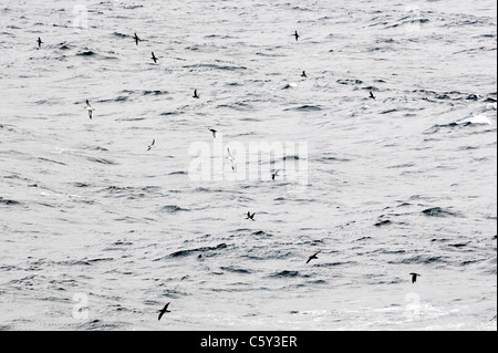 Manx Sturmtaucher (Puffinus Puffinus) Fütterung im Sound of Jura, Inneren Hebriden, Schottland, Großbritannien Stockfoto