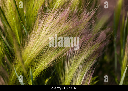 Hordeum Jubatum (Foxtail Gerste) ist eine Pflanzenart Stauden in der Familie der Gräser Poaceae; Crested Butte, Colorado, USA Stockfoto