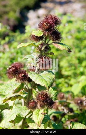 Geringerem Klette (Arctium minus). Wilde Blume Pflanze zu Hause in Schottlands mehr Tal lehmigen Böden. VEREINIGTES KÖNIGREICH. Samenkapseln Stockfoto