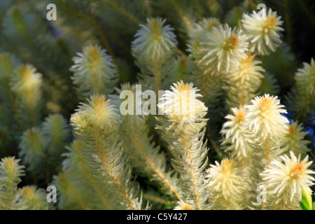 Phylica pubescens gewöhnliche Namen: featherhead; veerkoppie in der Blüte im Kirstenbosch Botanischen Garten in der Nähe von Kapstadt. Stockfoto