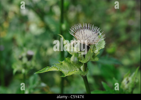 Kohl Distel (Cirsium Oleraceum) blühen im Sommer Stockfoto