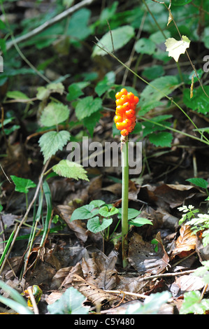 Lords-and-Ladies-Kuckuck Pint - wilde Arum - Teufel und Engel (Arum Maculatum) giftige Beeren im Sommer Belgien Stockfoto