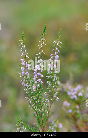 Gemeinsamen Heidekraut (Calluna Vulgaris) blüht im Sommer Stockfoto