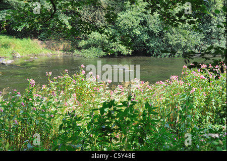 Indische Basalm - Drüsige Springkraut (Impatiens Glandulifera) blühen im Sommer an den Ufern des Flusses Semois Stockfoto