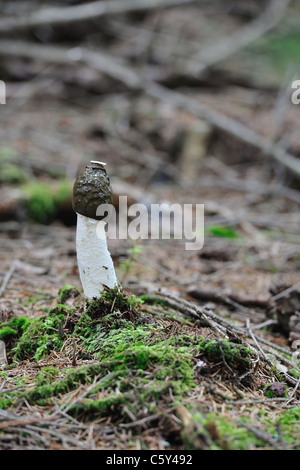 Gemeinsame Stinkmorchel (Phallus Impudicus) wächst in einem Wald Stockfoto