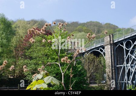 Seedheads von geringerem Klette, Arctium minus, am Ufer des Flusses Severn bei Ironbridge, Shropshire, England, UK Stockfoto