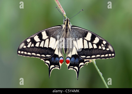 Schwalbenschwanz Schmetterling; Papilio Machaon; auf Rasen Stamm Stockfoto